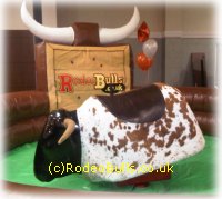 Rodeo bull under weather shelter